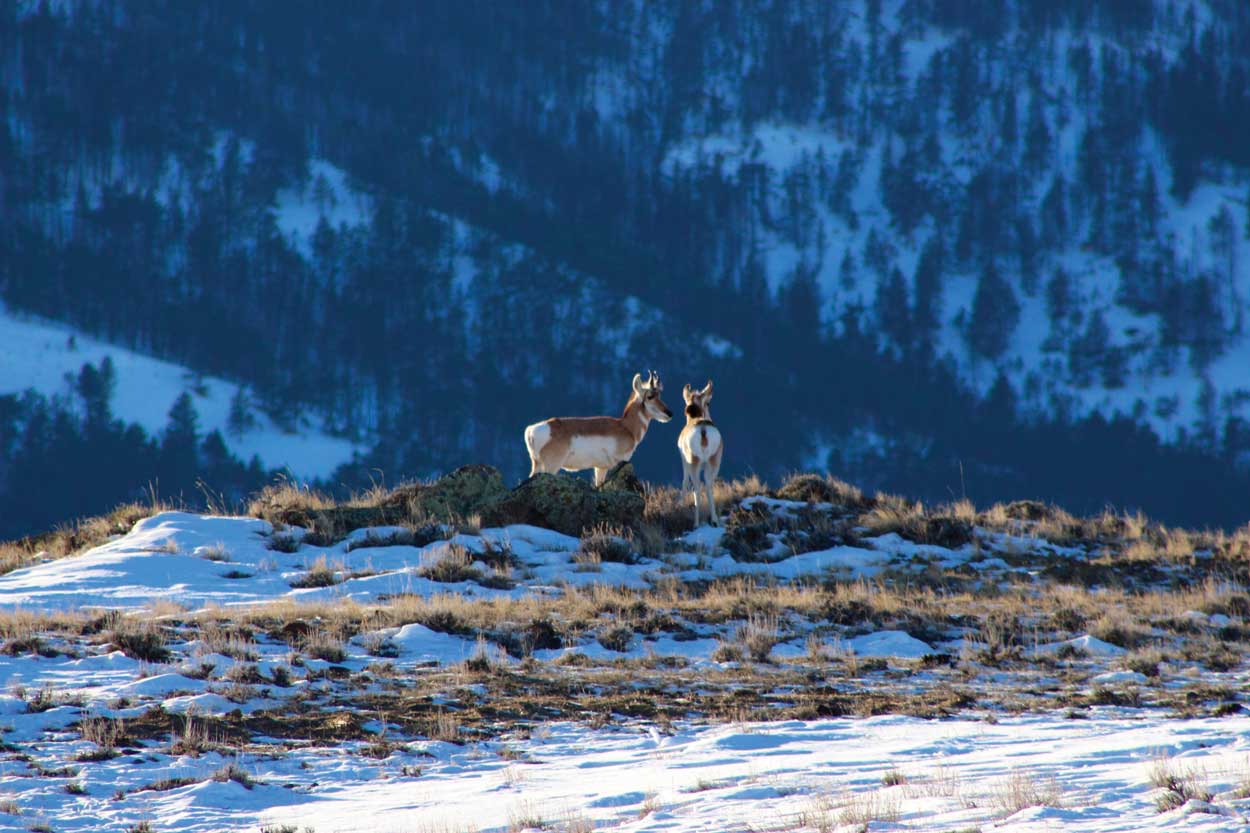 Two antelope in Buffalo Wyoming-Buffalo Wyoming Hunting