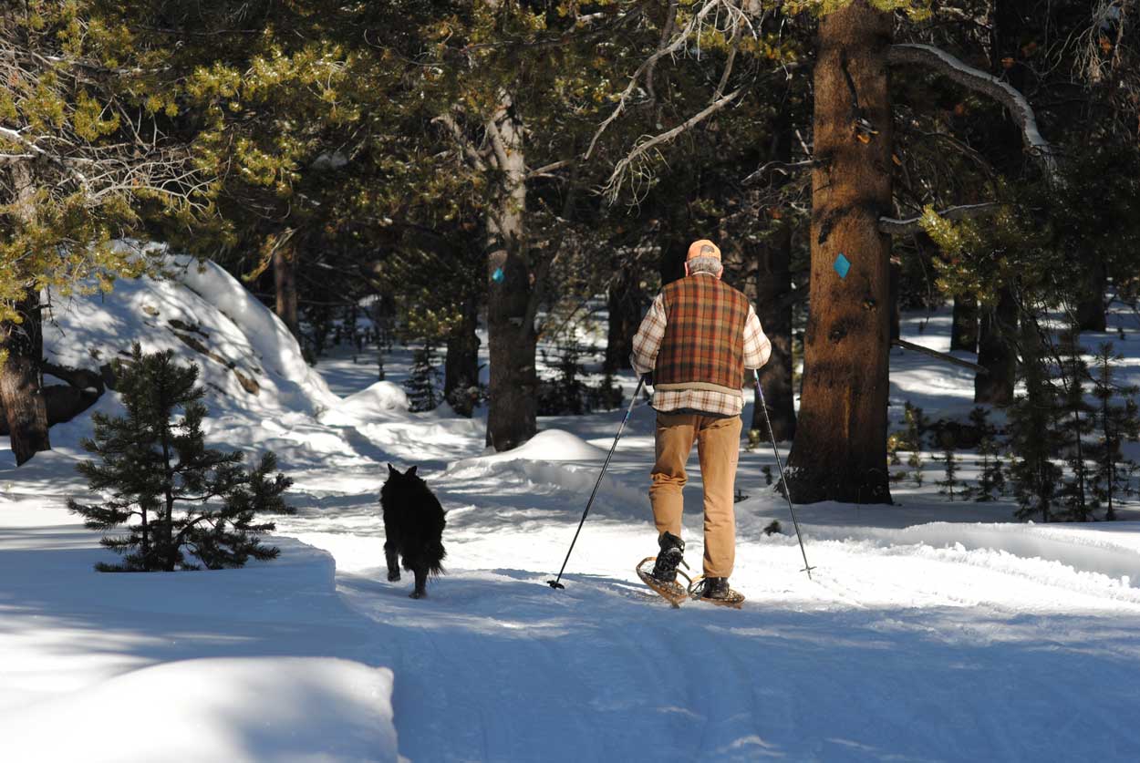 Person cross country skiing with dog in Bighorn Mountains