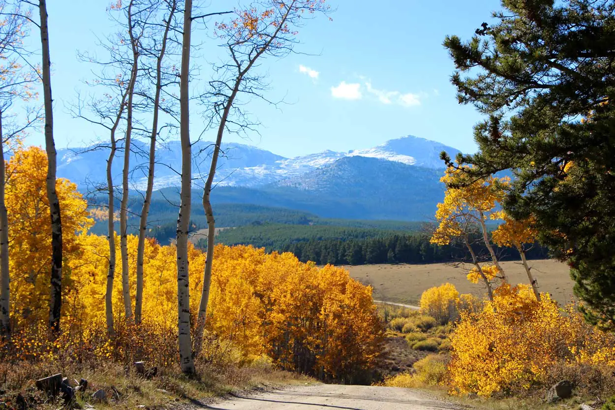 Fall leaves in the Bighorn Mountains