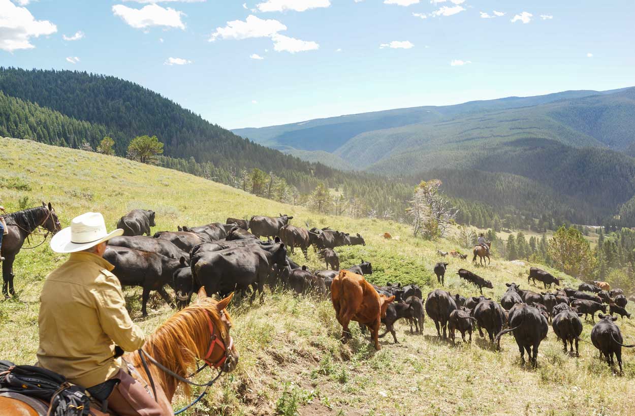 herd-cattle-guest-ranch-buffalo-wy