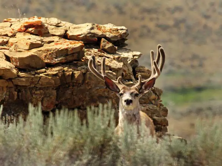 Mule Deer in Kaycee Wyoming