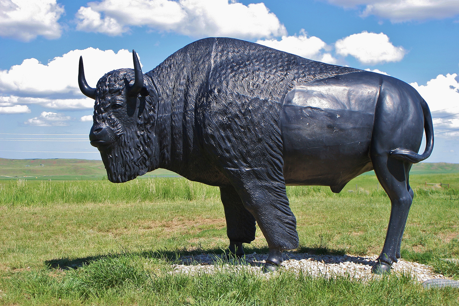 Bison at Mountain Plains Heritage Park