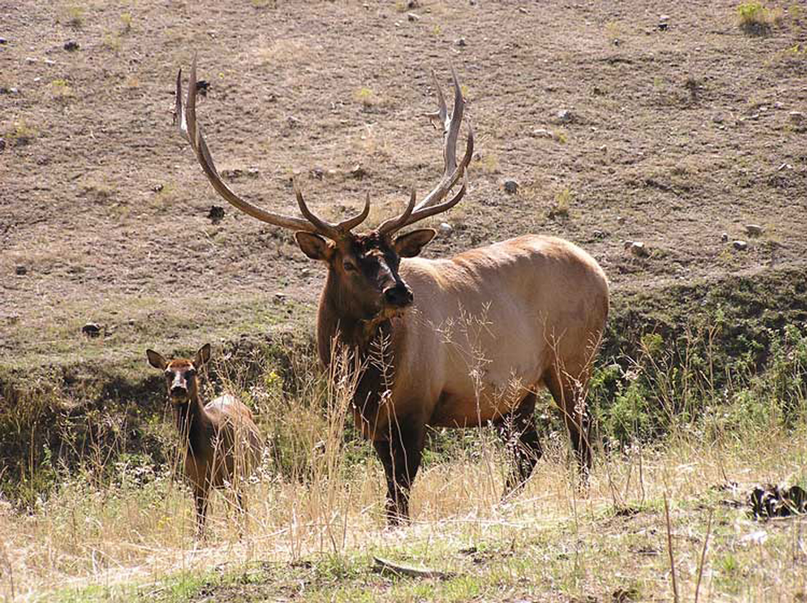 Elk and baby elk in field in Kaycee Wyoming