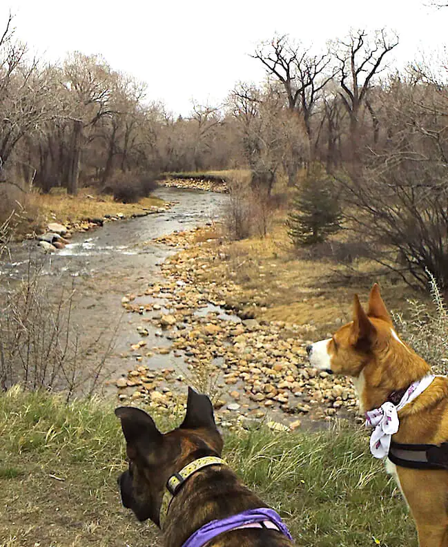 Two dogs take in a view of Clear Creek from the top of a hill on the Clear Creek Trail System in Buffalo Wyoming.
