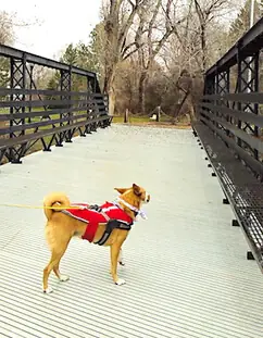 A rust-colored dog wearing a leash jacket for warmth stands on a pedestrian bridge over Clear Creek in George Washington Memorial Park in downtown Buffalo Wyoming.