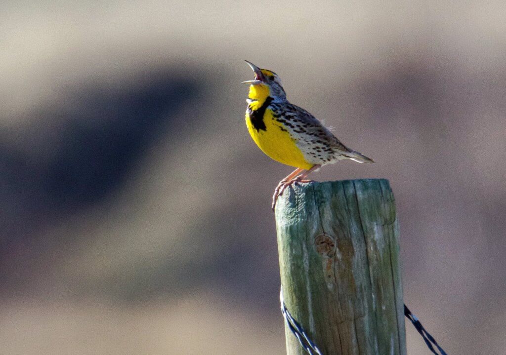 Bird Watching Spots in Johnson County A yellow bird perches in Buffalo, Wyoming, a prime location for bird watching. The area’s diverse habitats, from open plains to wooded regions, attract a variety of species, making it a favorite spot for birding enthusiasts.