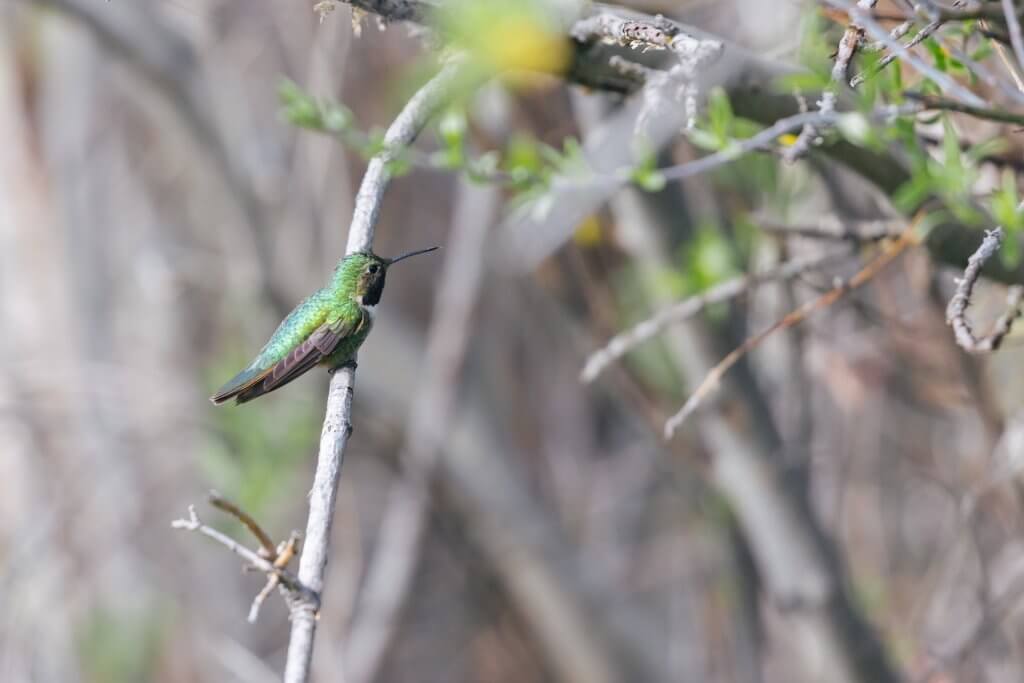 Bird Watching Spots in Johnson County A green bird perches in the Bud Love Wildlife Habitat Management Area, surrounded by rolling hills, grassy meadows, and dense pine forests. The area is home to upland game birds and raptors, creating a rich habitat for diverse wildlife.