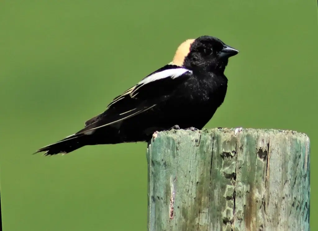 Bird Watching Spots in Johnson County