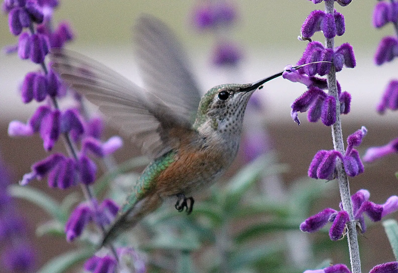 Bird Watching Spots in Johnson County