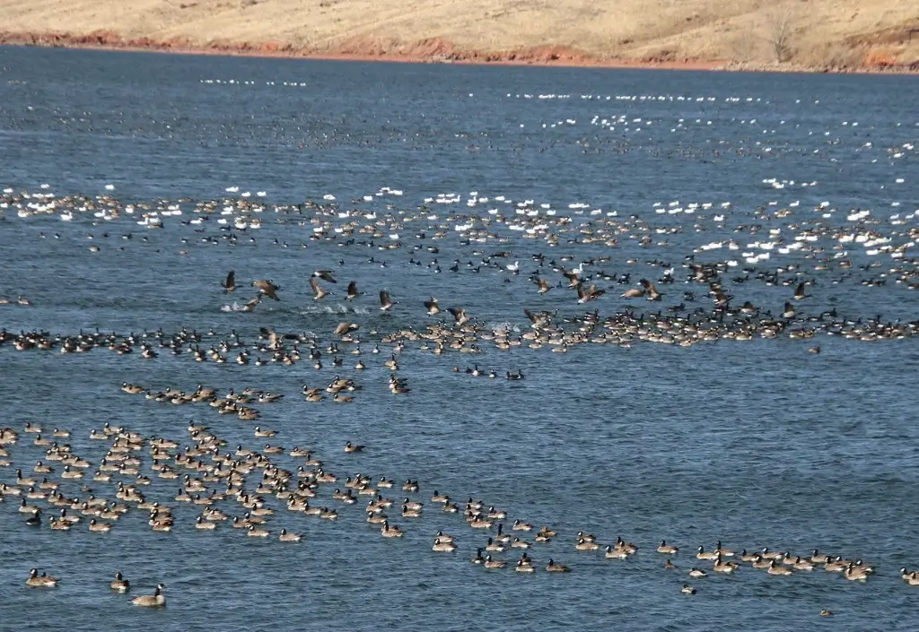 Bird Watching Spots in Johnson County Bird Watching Spots in Johnson County