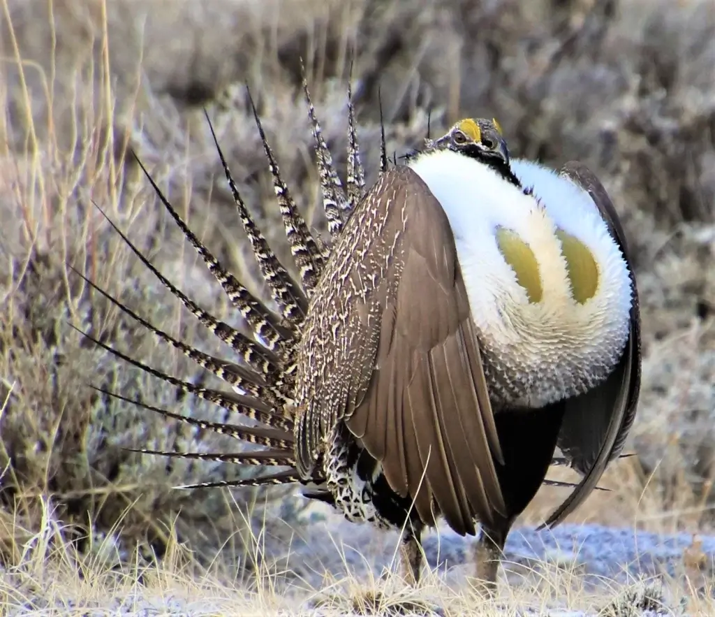 Bird Watching Spots in Johnson County