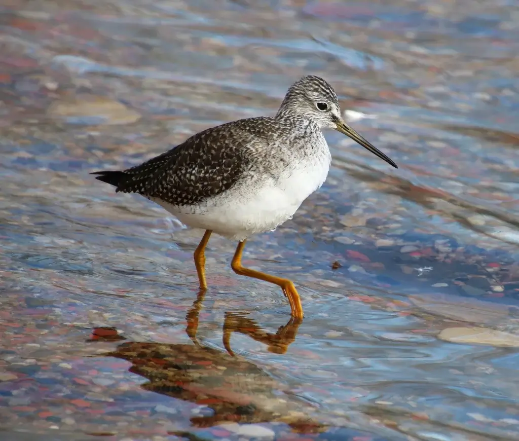 Bird Watching Spots in Johnson County