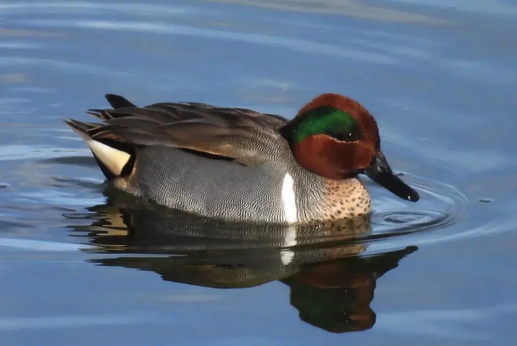 Bird Watching Spots in Johnson County