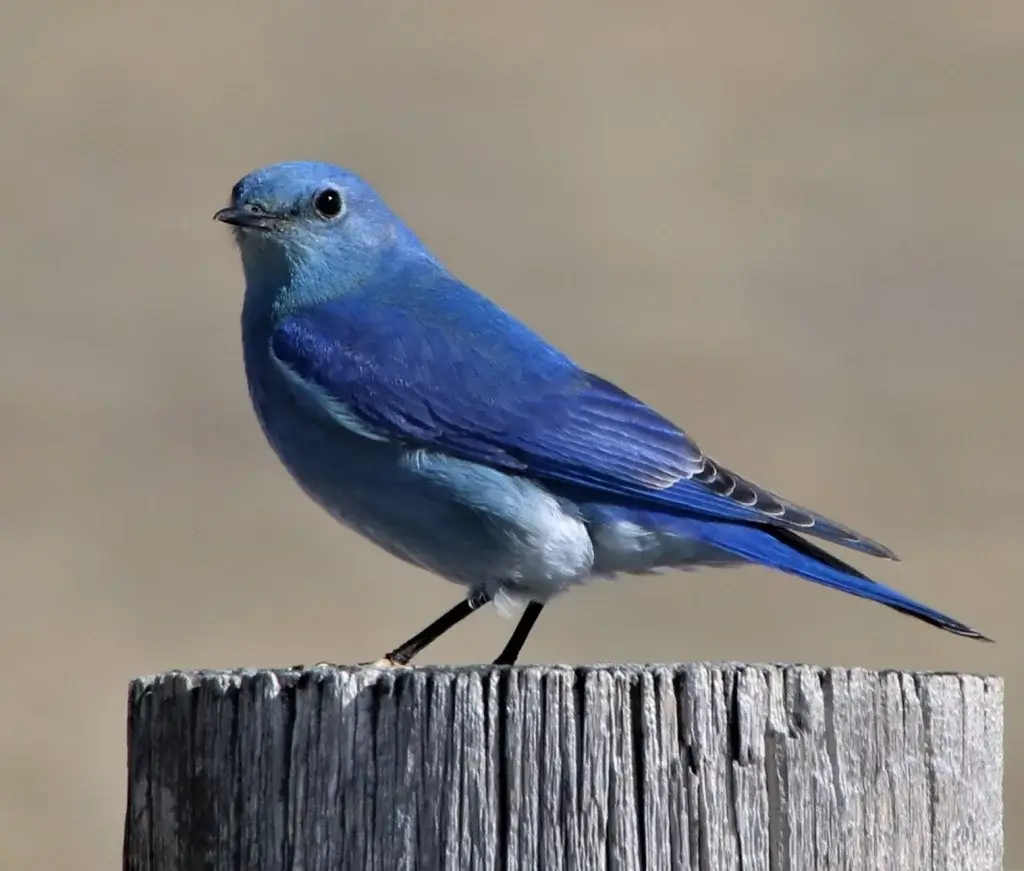 Bird Watching Spots in Johnson County