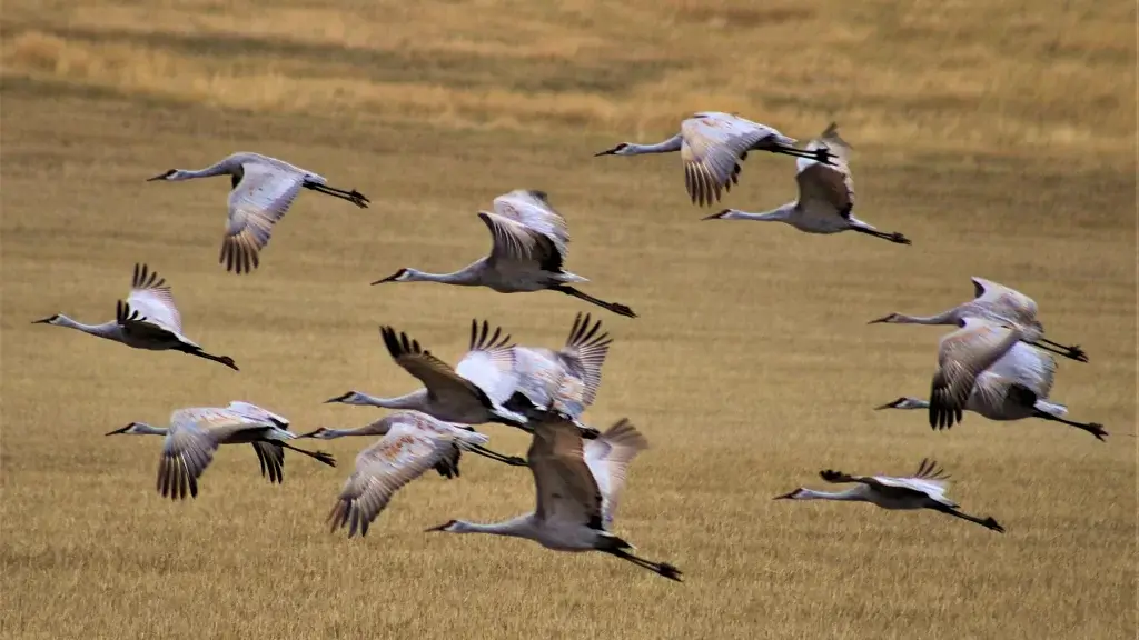 Bird Watching Spots in Johnson County Bird Watching Spots in Johnson County