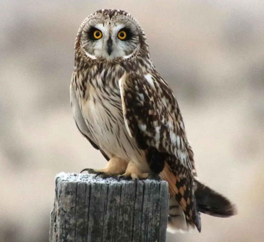 Bird Watching Spots in Johnson County