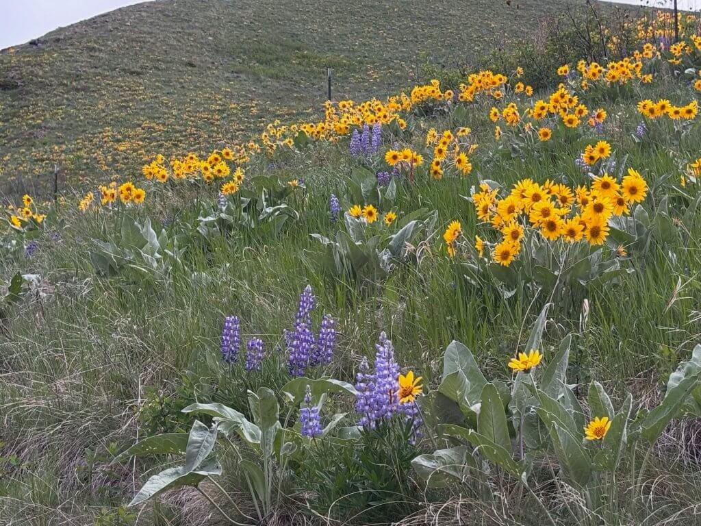 a field of flowers and grass