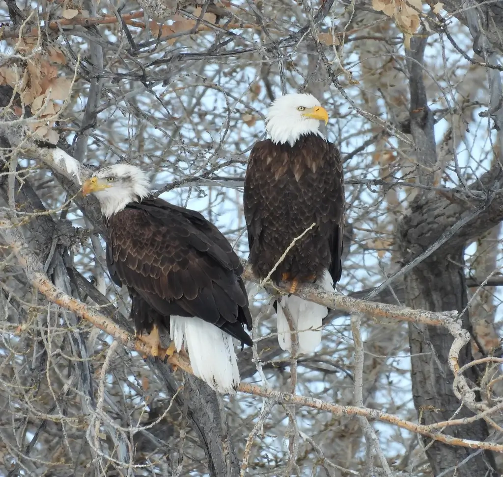 Bird Watching Spots in Johnson County