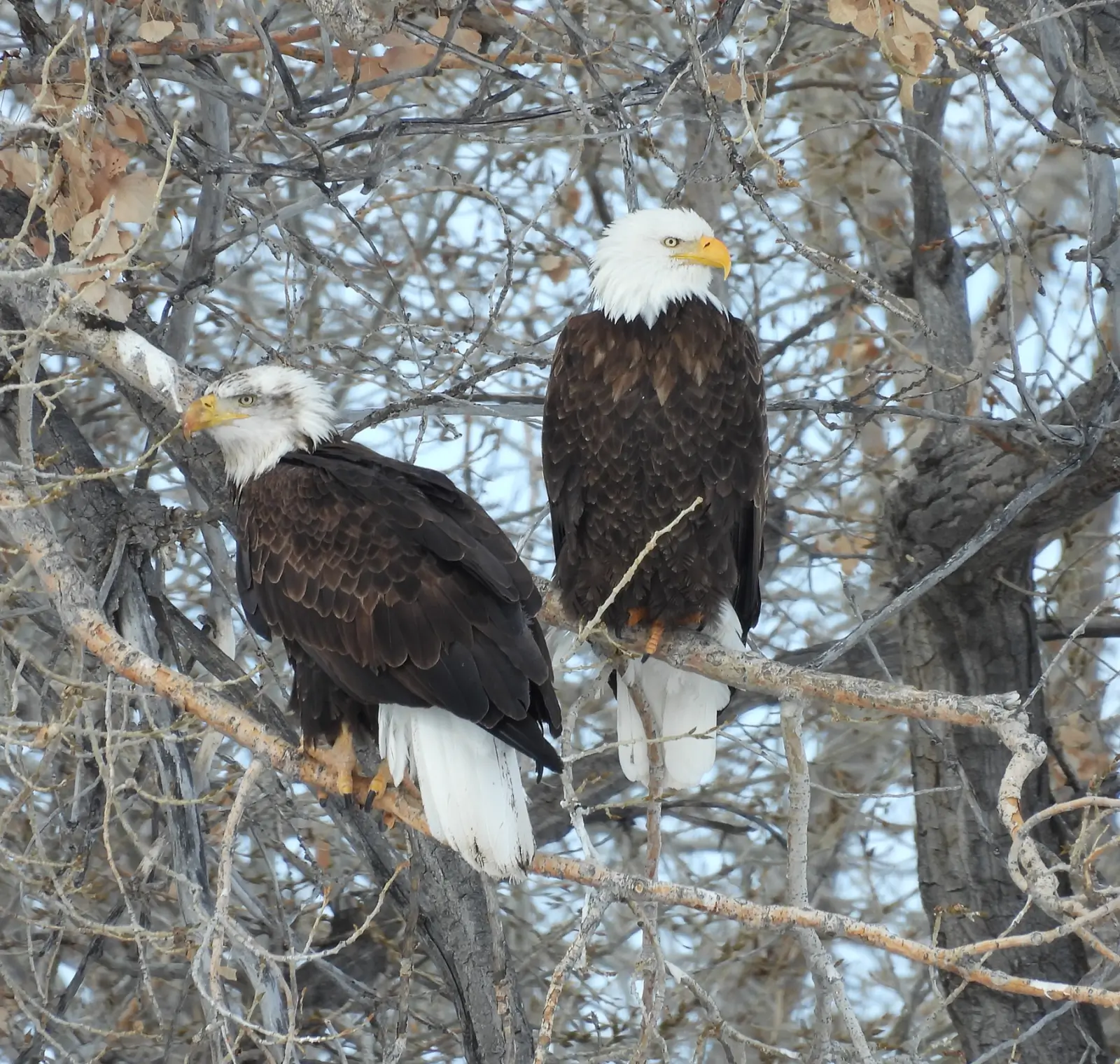 Bird Watching Spots in Johnson County