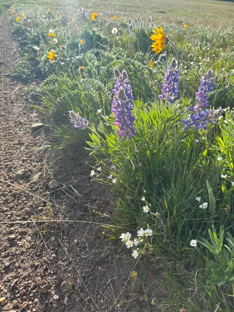 a close up of flowers