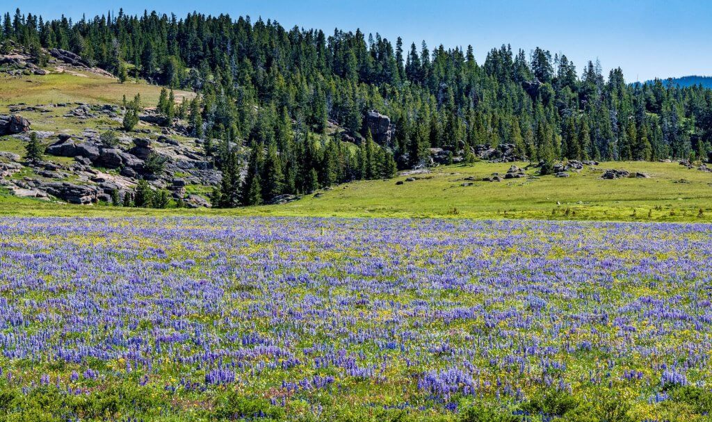A field of lupine, purple wildflowers, in Johnson County, WY.