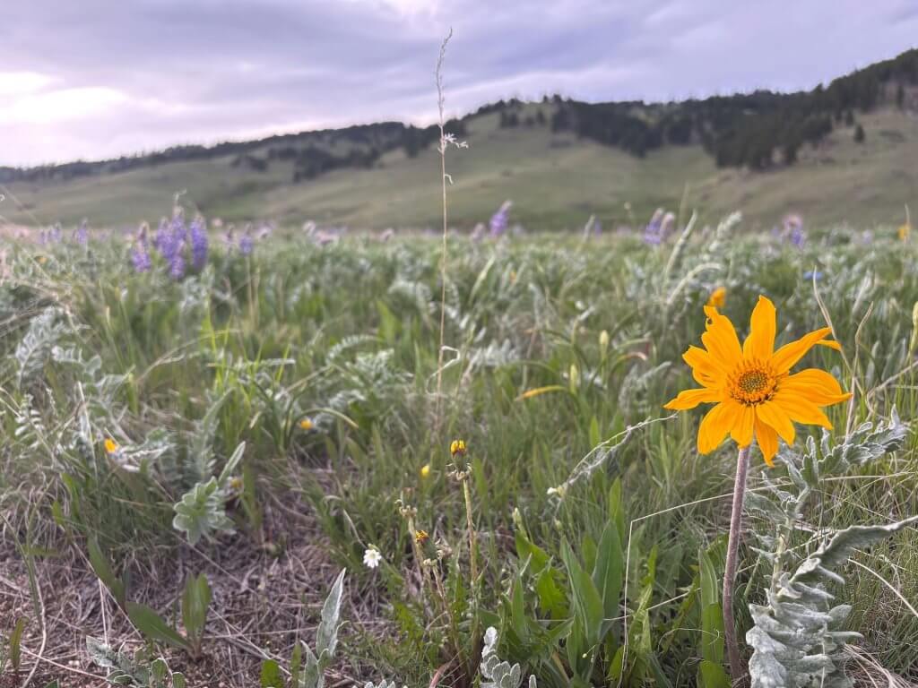 Hoary Balsamroot, a yellow flower in Johnson County, WY.