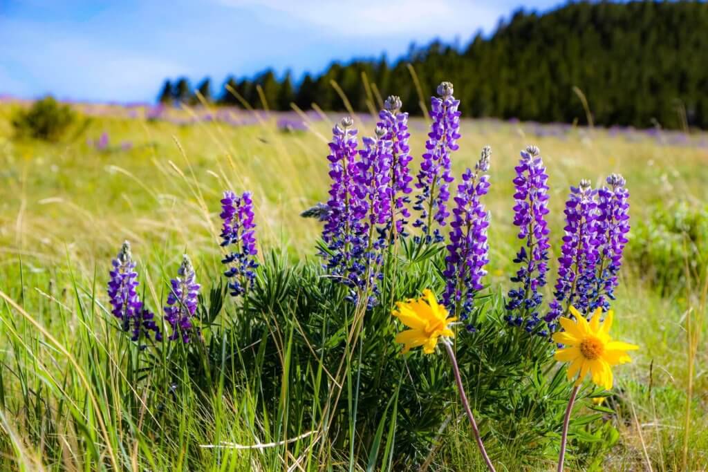 Hoary Balsamroot and Lupine.