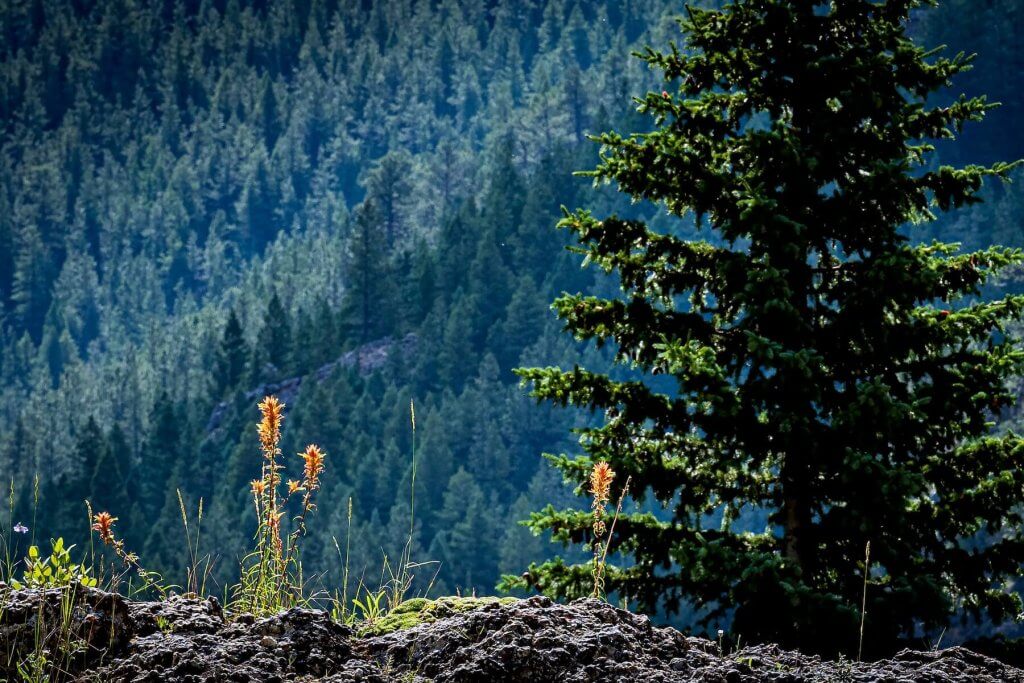 Indian Paintbrush wildflowers standing aside a conifer tree in Johnson County, WY.