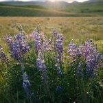 Lupine (Lupinus spp.) at Fort Phil Kearny State Historic Site.
