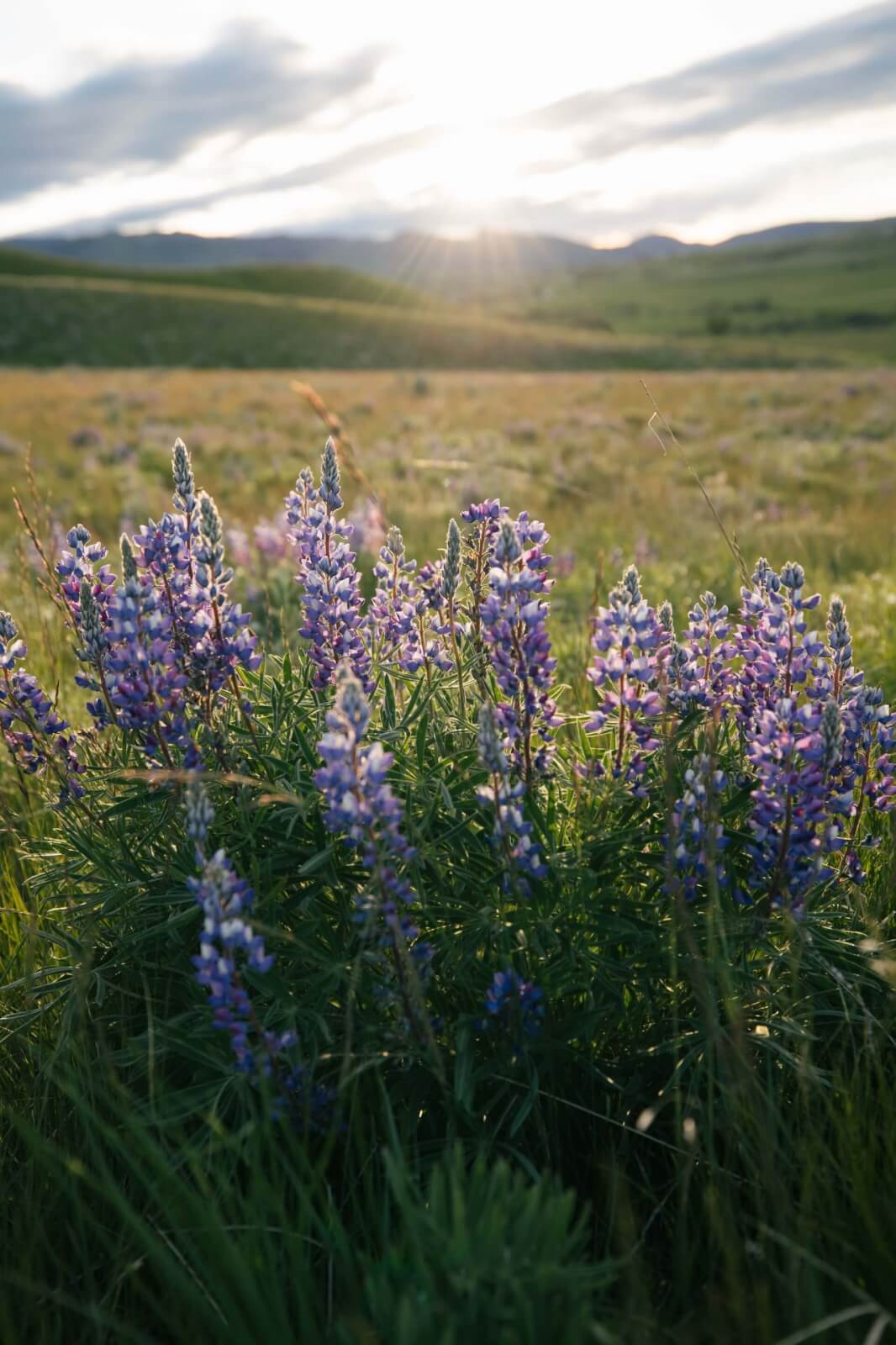 Lupine (Lupinus spp.) at Fort Phil Kearny State Historic Site.