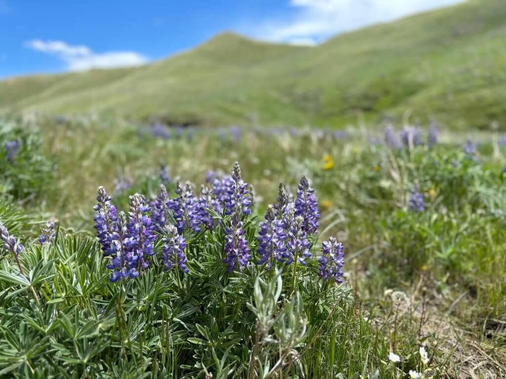 Lupine (Lupinus spp.), a popular wildflower in Johnson County, WY.