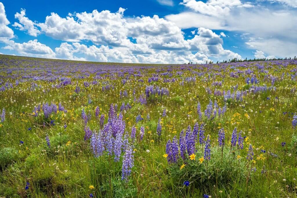 A field of Lupine, purple wildflowers, in Johnson County, WY.