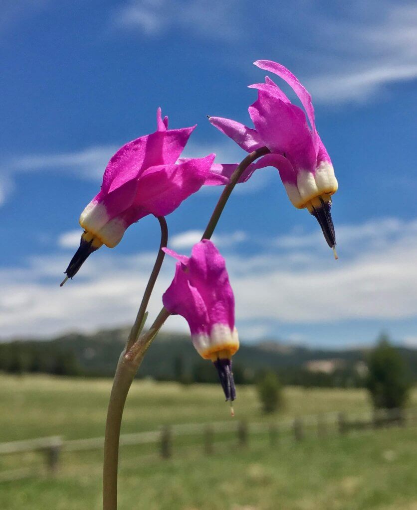 a close up of purple flowers, Shooting Star flower.