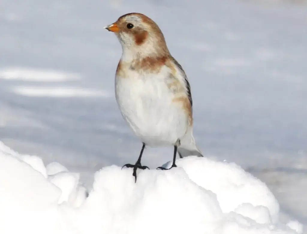 Bird Watching Spots in Johnson County Bird Watching Spots in Johnson County