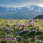 A field of vibrant wildflowers in the Bighorn Mountains in Johnson County, WY.
