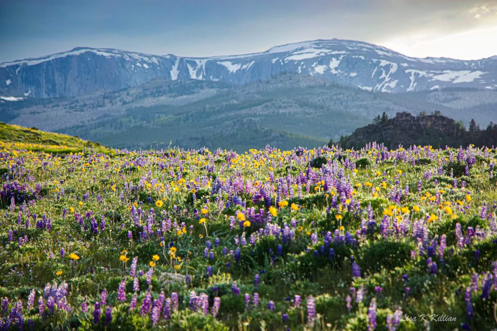 A field of vibrant wildflowers in the Bighorn Mountains in Johnson County, WY.