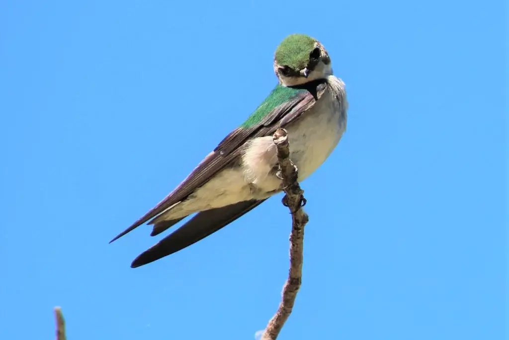 Bird Watching Spots in Johnson County