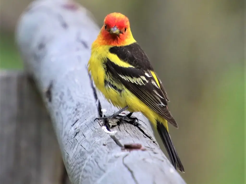 Bird Watching Spots in Johnson County