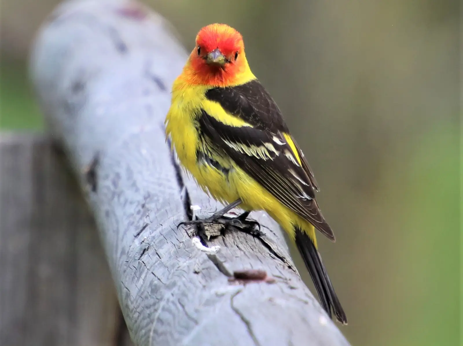 Bird Watching Spots in Johnson County
