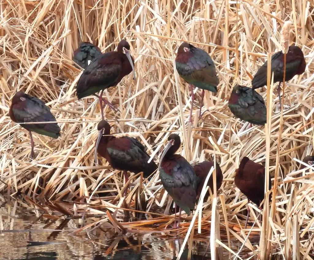Bird Watching Spots in Johnson County