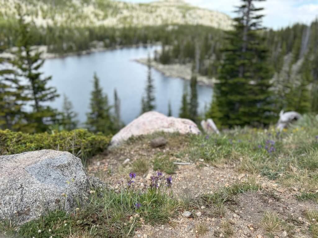 Beardtongue, a wildflower, in the foreground of a lake with trees and plants