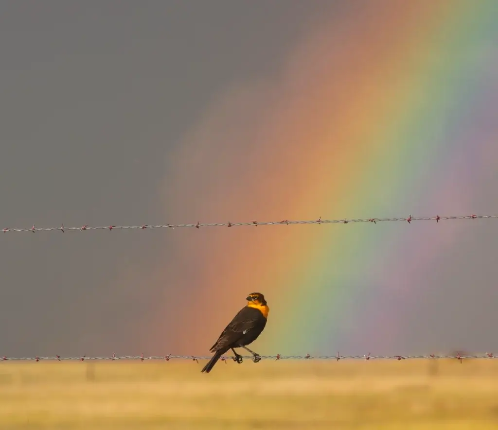 Bird Watching Spots in Johnson County