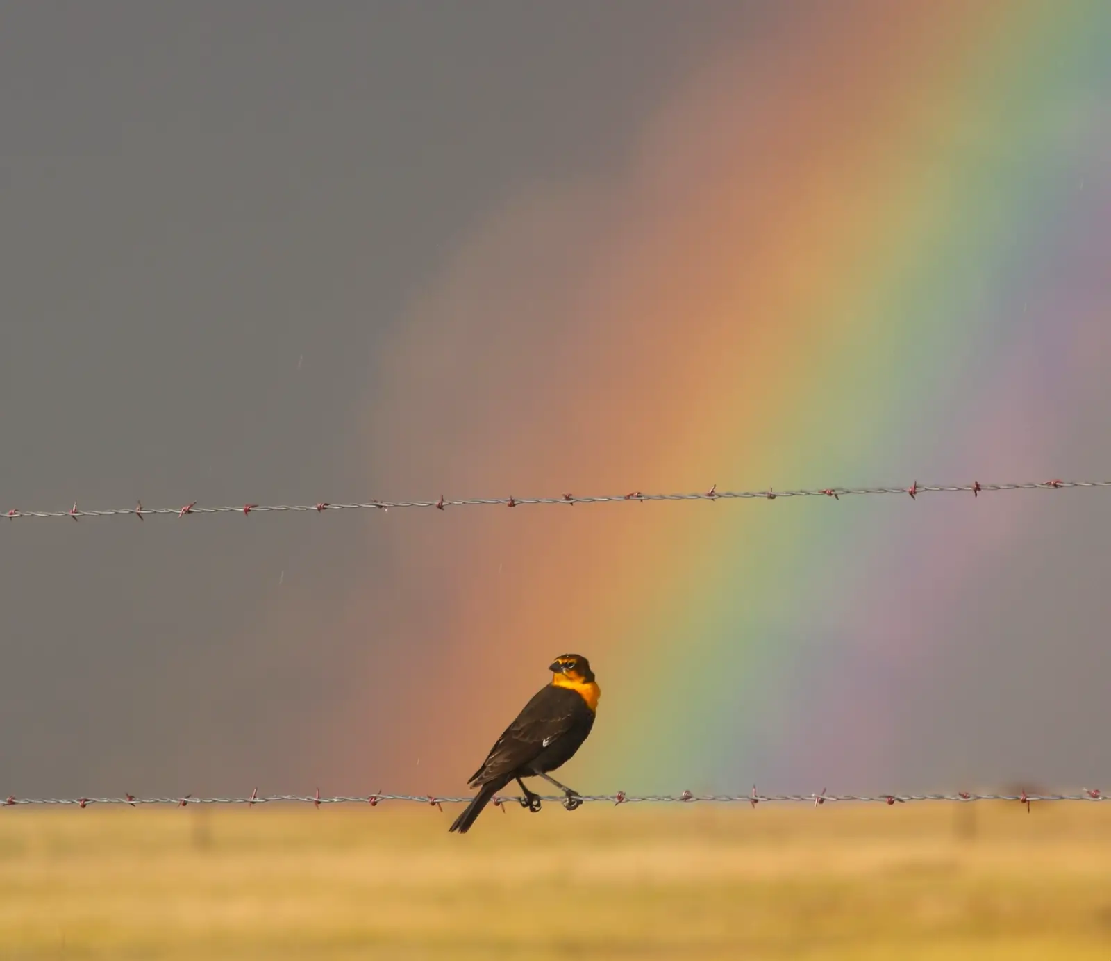 Bird Watching Spots in Johnson County
