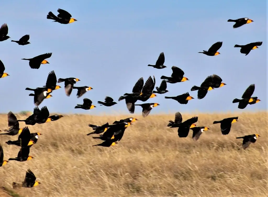 Bird Watching Spots in Johnson County Bird Watching Spots in Johnson County