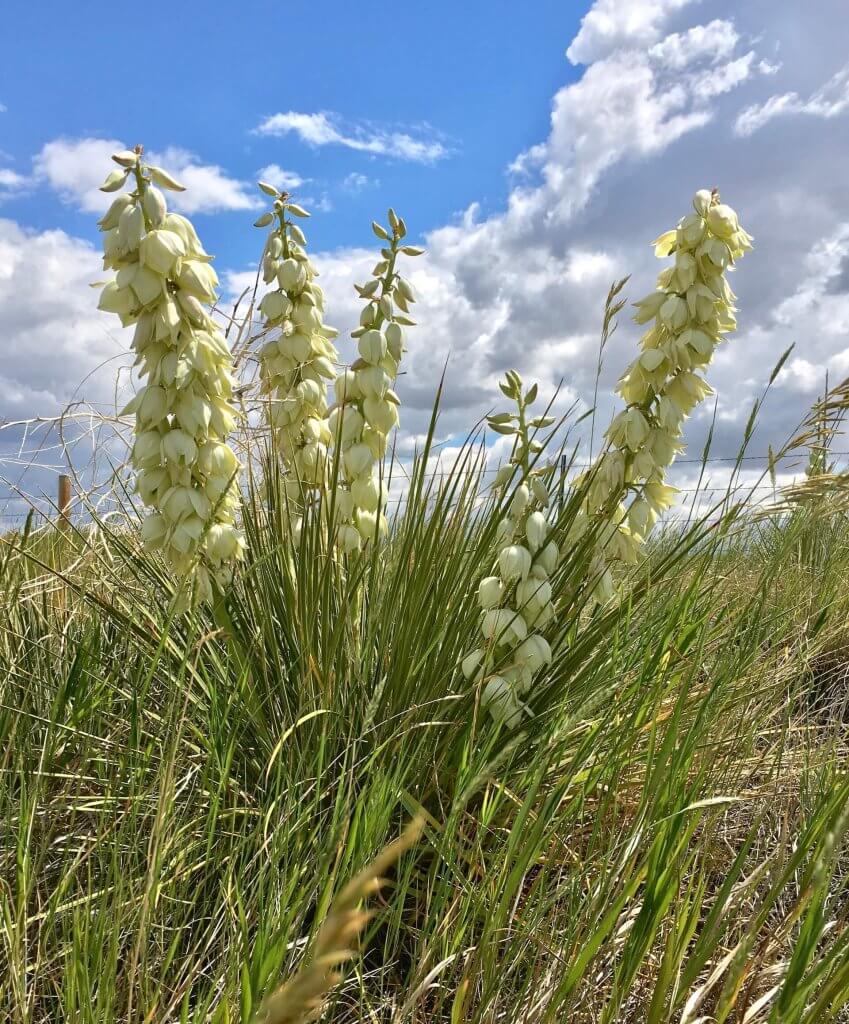 Yucca, a yelllow wildflower in Johnson County, WY.