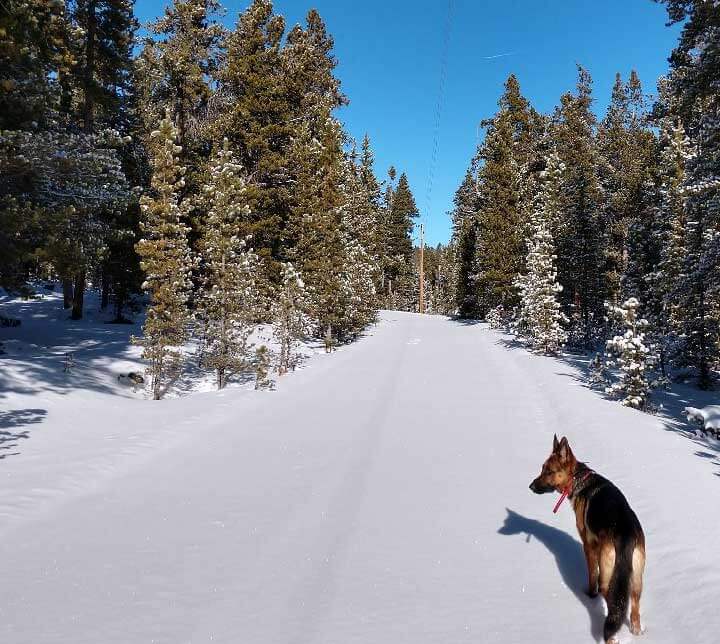 a view of a snowy path with a dog and someone taking a walk through the winter snow in Buffalo, WY